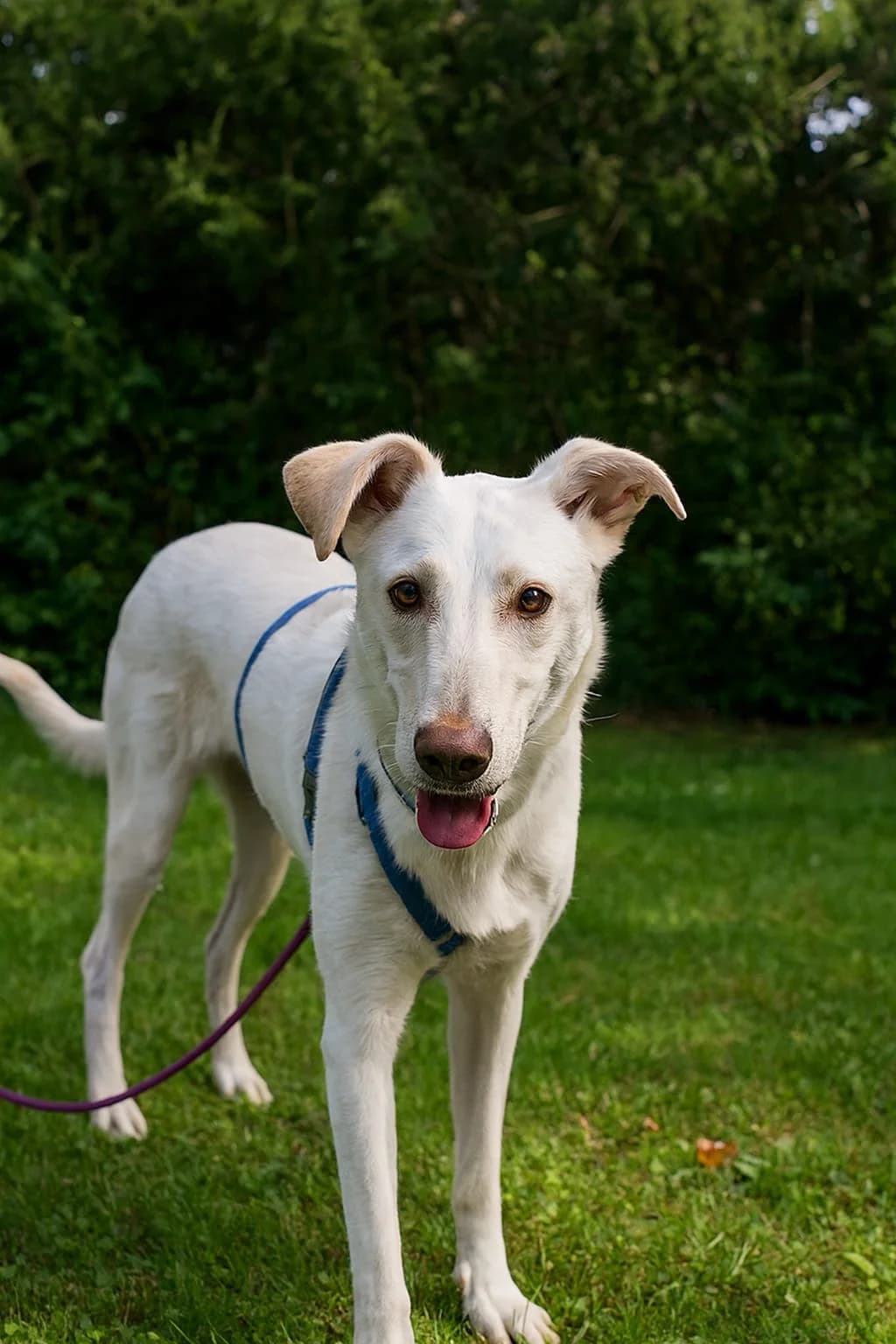 Pongo, male Mixed Breed for adoption at I Pelosetti di Silvana ODV, Reggio Calabria