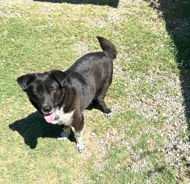 Sasha, female Mixed Breed for adoption at I Pelosetti di Silvana ODV, Reggio Calabria