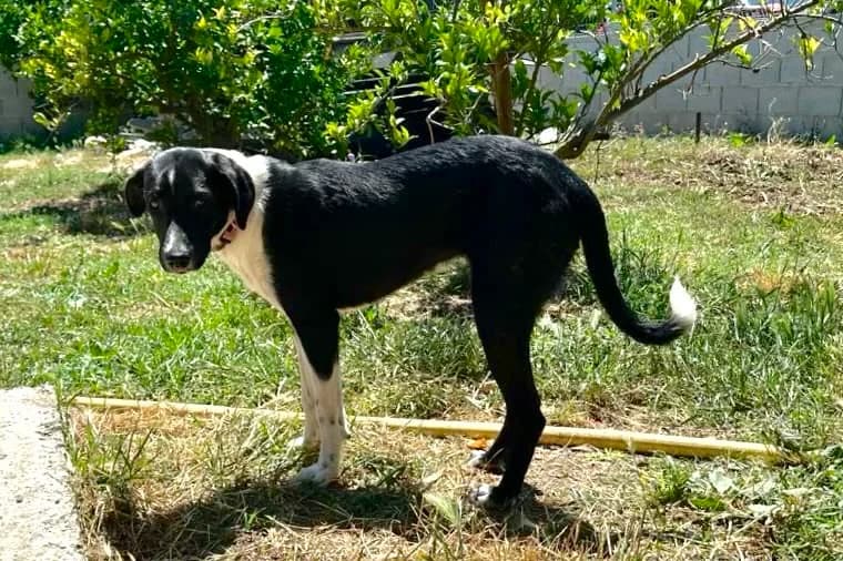 Siri, female Mixed Breed for adoption at I Pelosetti di Silvana ODV, Reggio Calabria