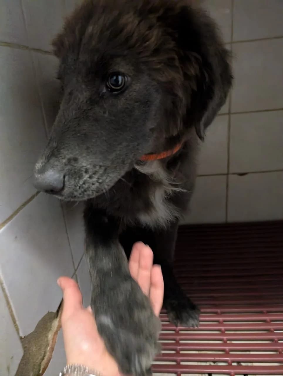 Sirius, Mixed Breed (I Pelosetti di Silvana ODV)
