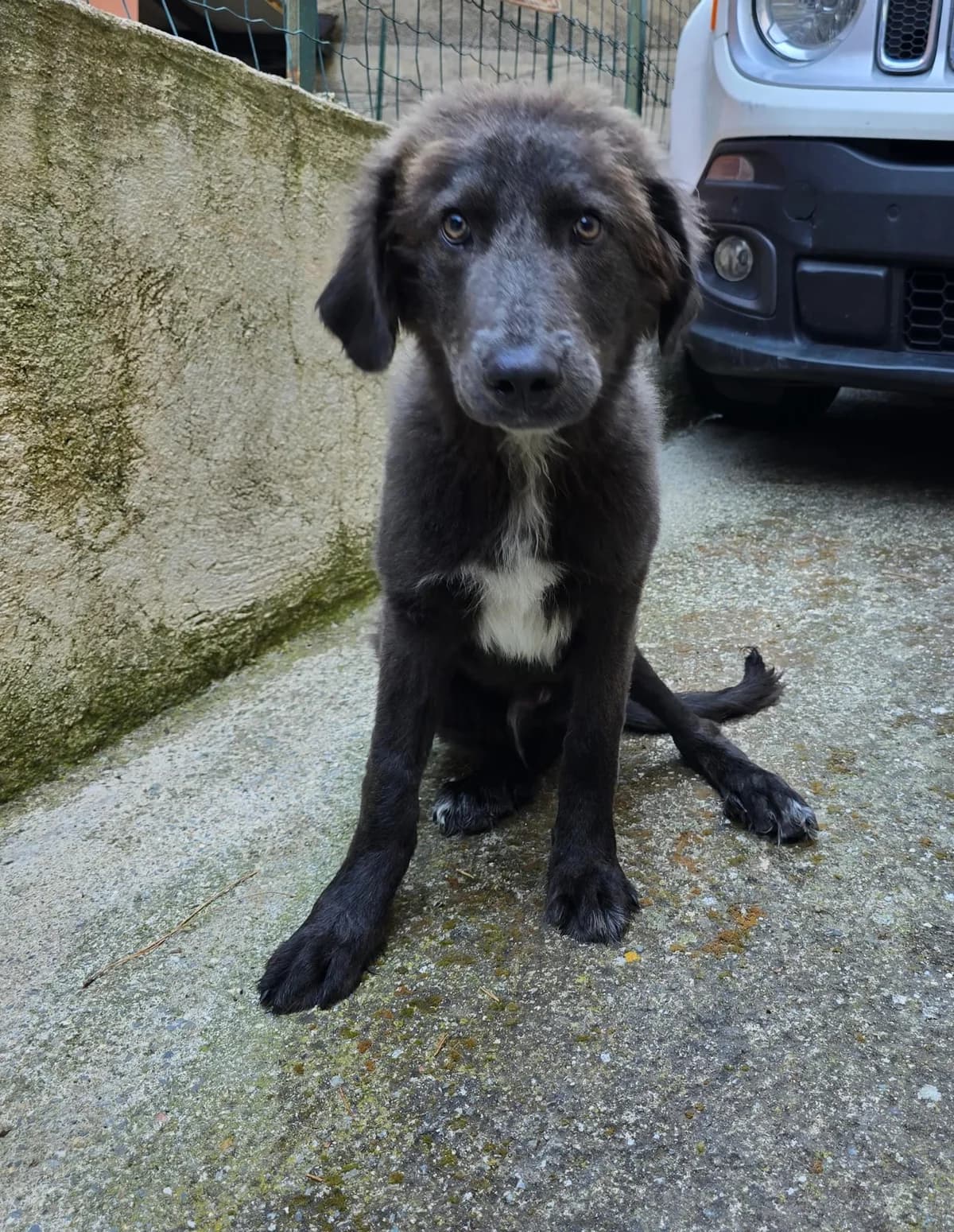 Sirius, male Mixed Breed for adoption at I Pelosetti di Silvana ODV, Reggio Calabria