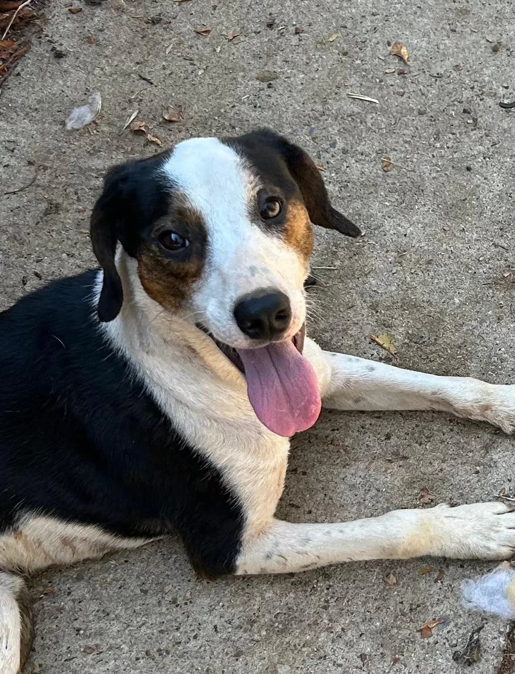 Tobby, male Mixed Breed for adoption at I Pelosetti di Silvana ODV, Reggio Calabria