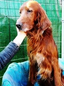REX, senior Mixed Breed for adoption at Italian Setter Rescue, Italia