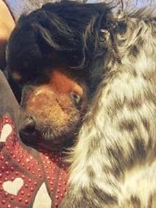 WHISKY,  7yo Mixed Breed for adoption at Italian Setter Rescue, Italia