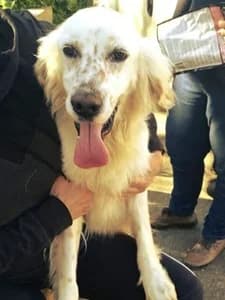AROON,  3yo Mixed Breed for adoption at Italian Setter Rescue, Italia