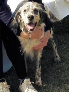 DIVA, 3yo Mixed Breed for adoption at Italian Setter Rescue, Italia