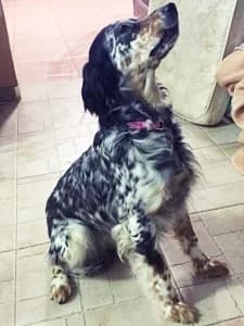 GAIA, Mixed Breed for adoption at Italian Setter Rescue, Italia