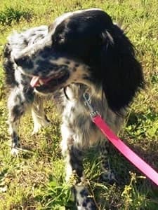 ROSEMARY, 3yo Mixed Breed for adoption at Italian Setter Rescue, Italia
