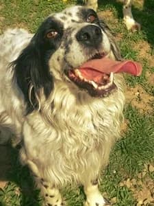 STELLINA,  Mixed Breed for adoption at Italian Setter Rescue, Italia