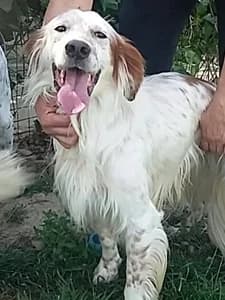 HERMES,  3yo Mixed Breed for adoption at Italian Setter Rescue, Italia