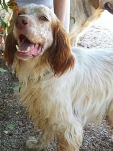 FILIPPO,  3yo Mixed Breed for adoption at Italian Setter Rescue, Italia