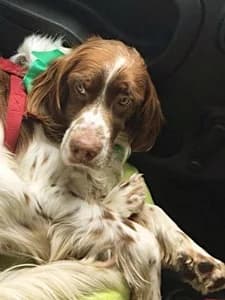 ACHILLE,  7yo Mixed Breed for adoption at Italian Setter Rescue, Italia
