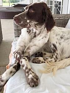 LORD,  young Mixed Breed for adoption at Italian Setter Rescue, Italia