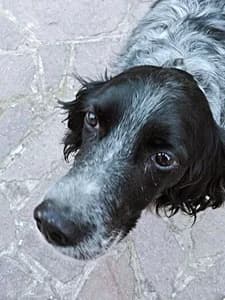 SOPHIE, 7yo Mixed Breed for adoption at Italian Setter Rescue, Italia