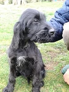 BENEDETTA, puppy Mixed Breed for adoption at Italian Setter Rescue, Italia