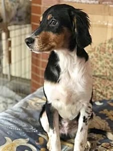 ALEK, puppy Mixed Breed for adoption at Italian Setter Rescue, Italia