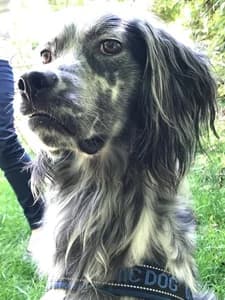 PONGO, 3yo Mixed Breed for adoption at Italian Setter Rescue, Italia
