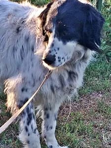 KAMILLA, Mixed Breed for adoption at Italian Setter Rescue, Italia
