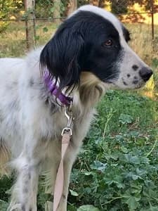 KATE, Mixed Breed for adoption at Italian Setter Rescue, Italia