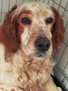 FANNY, Mixed Breed for adoption at Italian Setter Rescue, Italia