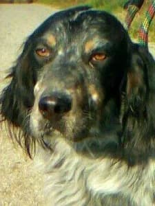 HOGAN, 3yo Mixed Breed for adoption at Italian Setter Rescue, Italia