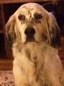 LEILA, 6yo Mixed Breed for adoption at Italian Setter Rescue, Italia