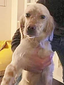 JASMINE, Mixed Breed for adoption at Italian Setter Rescue, Italia