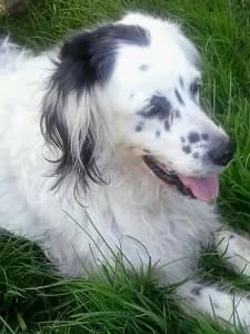 RUGIADA, Mixed Breed for adoption at Italian Setter Rescue, Italia