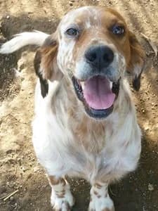 RUDY, Mixed Breed for adoption at Italian Setter Rescue, Italia