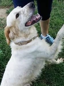 JACK, Mixed Breed for adoption at Italian Setter Rescue, Italia
