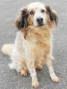 COCO’, 7yo Mixed Breed for adoption at Italian Setter Rescue, Italia