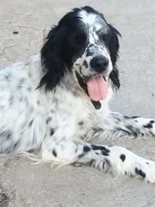 JERRY, senior Mixed Breed for adoption at Italian Setter Rescue, Italia