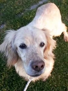 CAMILLO, senior Mixed Breed for adoption at Italian Setter Rescue, Italia