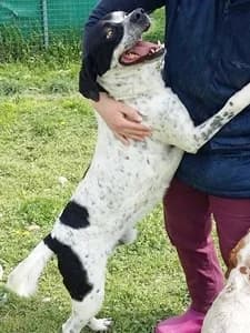 POLDO, Mixed Breed for adoption at Italian Setter Rescue, Italia