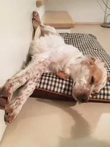 ALBA, 3yo Mixed Breed for adoption at Italian Setter Rescue, Italia