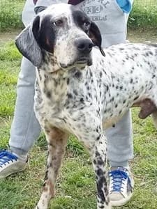 SAM, Mixed Breed for adoption at Italian Setter Rescue, Italia