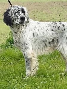 GEDEONE, 4yo Mixed Breed for adoption at Italian Setter Rescue, Italia