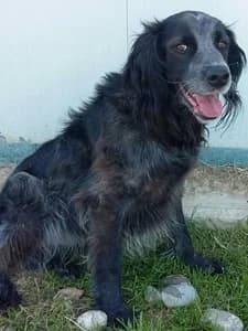 AMOS, Mixed Breed for adoption at Italian Setter Rescue, Italia