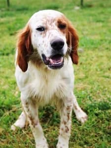 PERCIVAL, senior Mixed Breed for adoption at Italian Setter Rescue, Italia