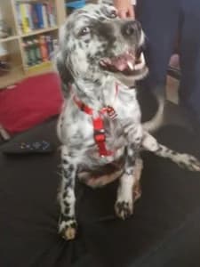 LARA, Mixed Breed for adoption at Italian Setter Rescue, Italia