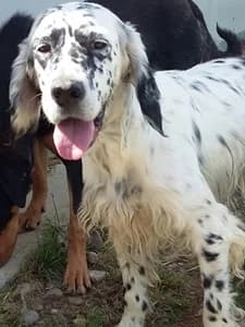 SHIVA,  young Mixed Breed for adoption at Italian Setter Rescue, Italia