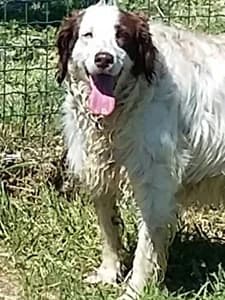OLIVIA, Mixed Breed for adoption at Italian Setter Rescue, Italia