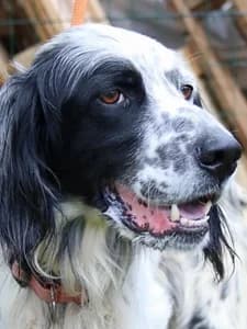 BIAGIO, Mixed Breed for adoption at Italian Setter Rescue, Italia
