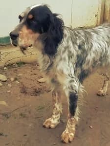 DAFNE,  3yo Mixed Breed for adoption at Italian Setter Rescue, Italia