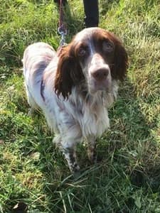 OLIVER,  Mixed Breed for adoption at Italian Setter Rescue, Italia