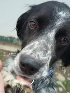 WINTER,  Mixed Breed for adoption at Italian Setter Rescue, Italia