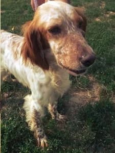 MIA,  Mixed Breed for adoption at Italian Setter Rescue, Italia