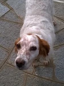 KENIA,  4yo Mixed Breed for adoption at Italian Setter Rescue, Italia