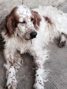 AMBRA,  Mixed Breed for adoption at Italian Setter Rescue, Italia