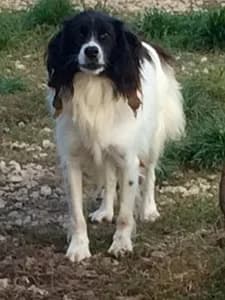 BRODY,  Mixed Breed for adoption at Italian Setter Rescue, Italia